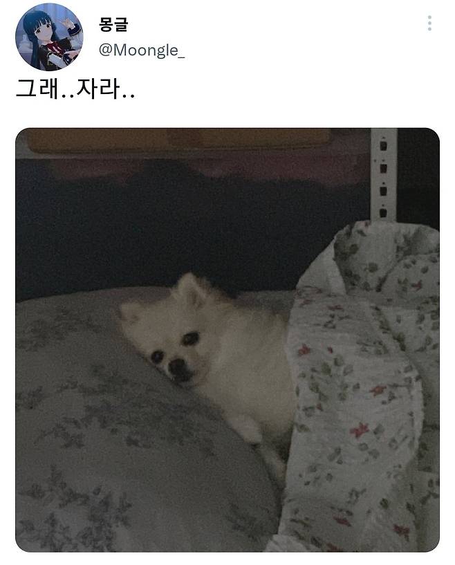 명절후유증에 시달린 댕댕이들