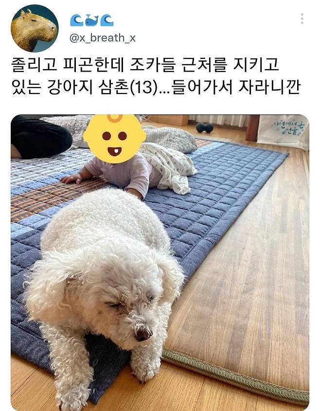 명절후유증에 시달린 댕댕이들