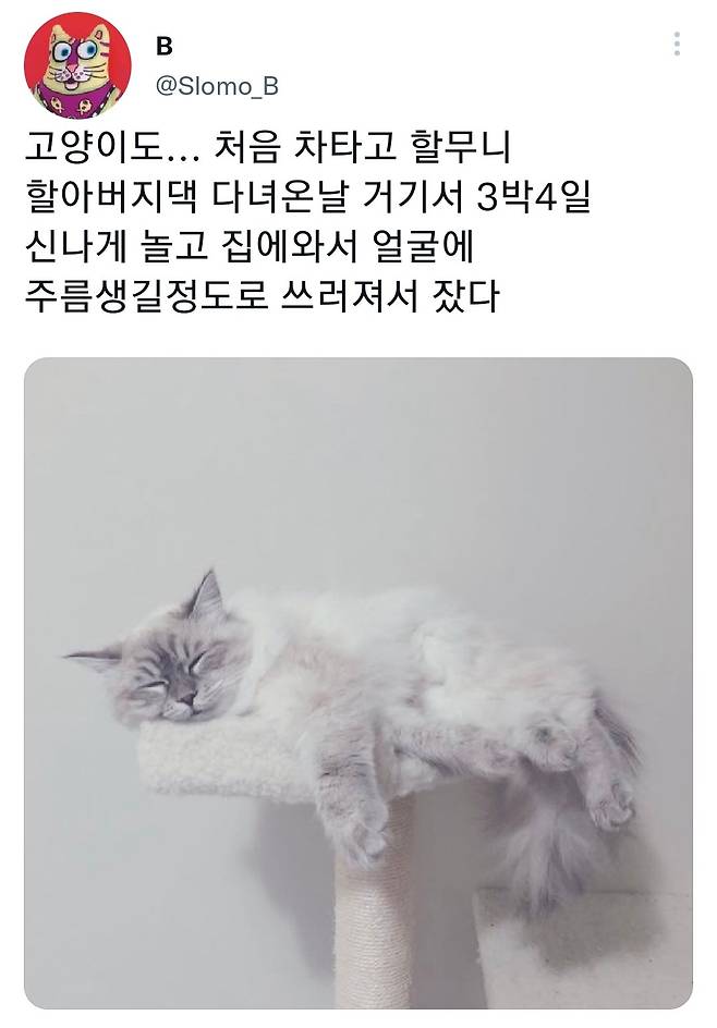 명절후유증에 시달린 댕댕이들