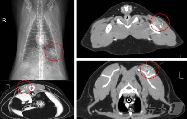 고양이 마취 전 검사 시 흉부방사선사진과 전신 CT검사에서 발견된 종양(고려동물메디컬센터 고양이병원 제공) ⓒ 뉴스1