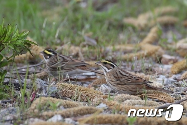 휴경지 활용한 철새 먹이 공급.(뉴스1/DB) ⓒ News1