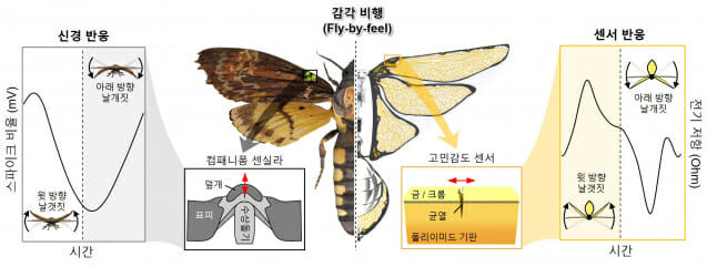 날갯짓 곤충과 날갯짓 드론에서 날개 변형을 감지하는 메카니즘을 보여준다.(그림=아주대)