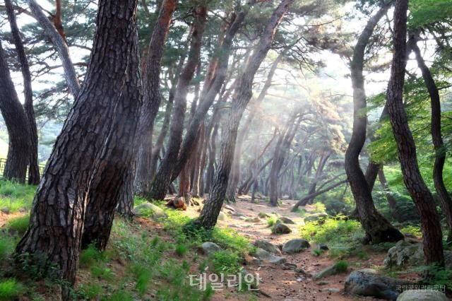 국립공원공단이 선정한 가을철 걷기 좋은 국립공원 가운데 한 곳인 경주시 삼릉숲길 모습. ⓒ국립공원공단