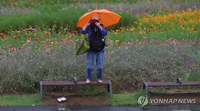 꽃밭에서 (서울=연합뉴스) 한상균 기자 = 전국 대부분 지역에서 비가 내린 12일 서울 한 공원에서 시민이 꽃을 휴대폰에 담고 있다. 2024.9.12 xyz@yna.co.kr