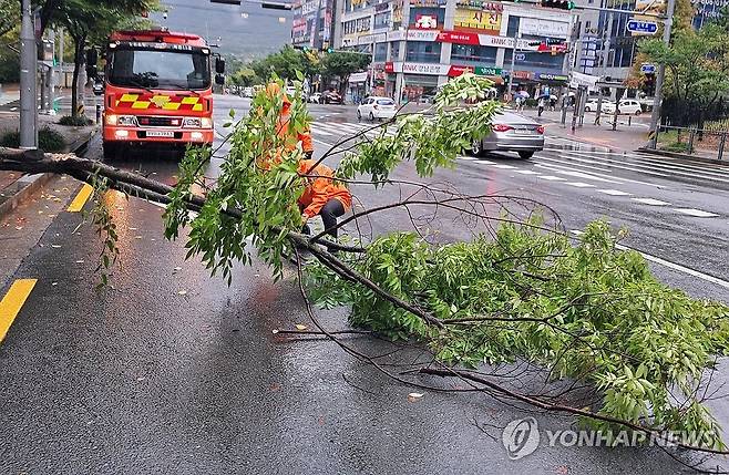 쓰러진 가로수 지난 20일 낮 경남 창원시 의창구 감계신도시에서 비바람에 쓰러져 도로를 덮친 가로수를 경남소방본부 직원이 제거하고 있다. [연합뉴스 자료사진]