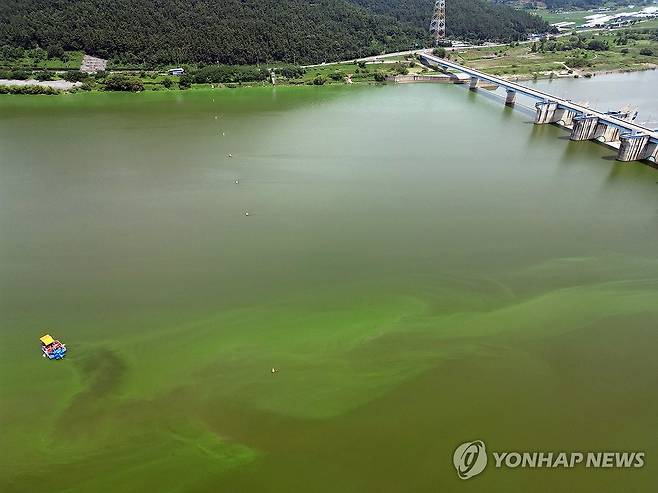 '폭염과 녹조'… 낙동강 유역 녹조 제거선 가동 [연합뉴스 자료사진]