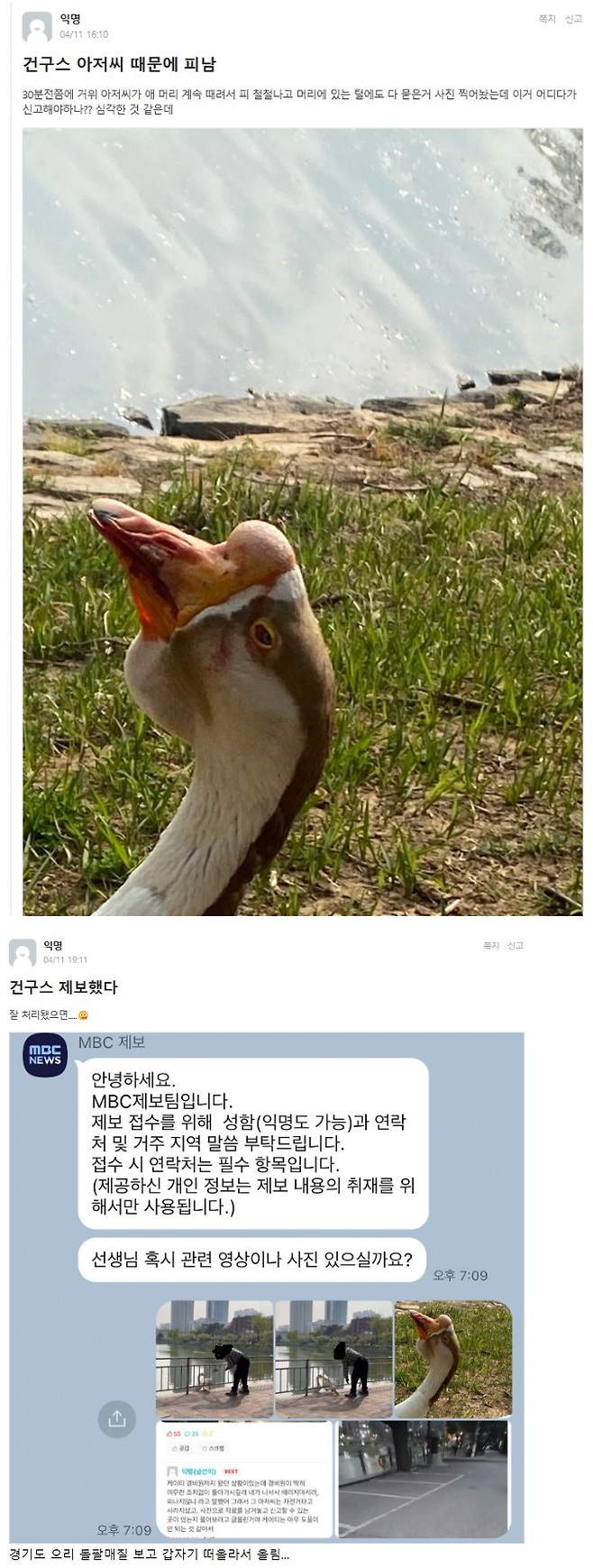 image.png 동물학대 당한 건국대학교 거위 ㄷㄷ .jpg