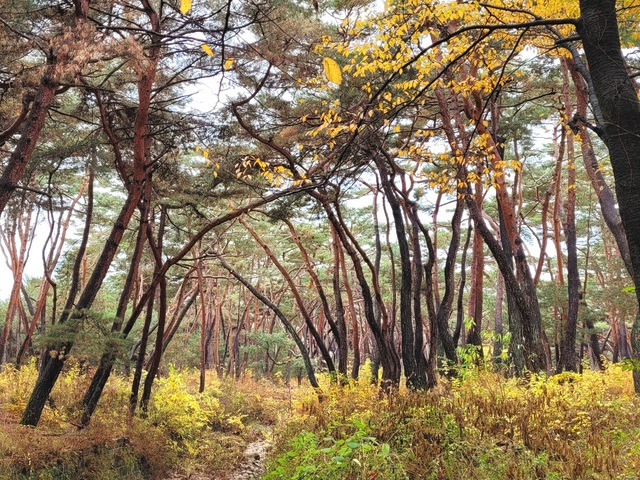 경북 경주 삼릉 숲길