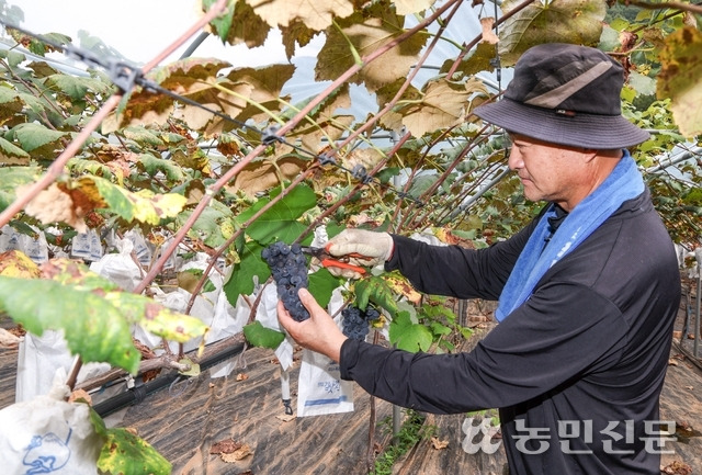 정정근 예밀와이너리 대표가 와인에 사용하는 ‘예밀 김삿갓 포도’를 수확하고 있다.