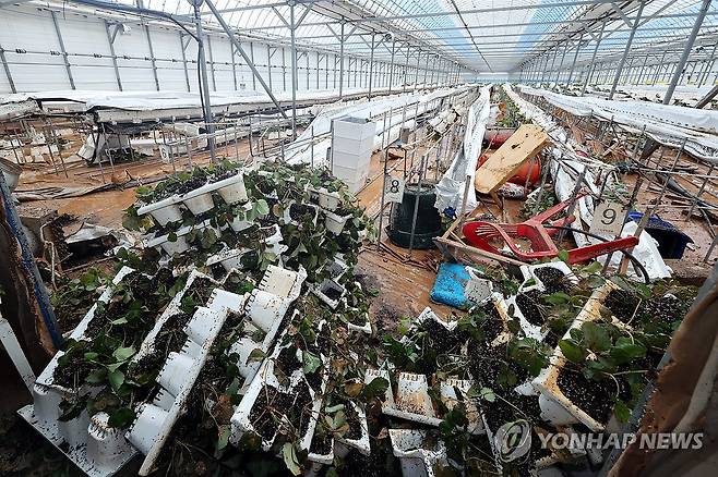 극한호우로 쑥대밭 된 딸기 농장 (영암=연합뉴스) 김혜인 기자 = 22일 오전 전남 영암군 학산면 한 비닐하우스에 딸기 모종이 전날 내린 극한호우에 어질러져 있다. 2024.9.22 in@yna.co.kr