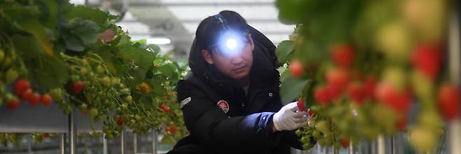 경남 거창군 거창읍 대평리 청년경영 실습 임대농장 딸기 하우스 ‘될농’(농업으로 잘 될 놈들)에서 청년 귀농인이 딸기를 수확하고 있다.(ⓒ뉴스1, 무단 전재-재배포 금지)