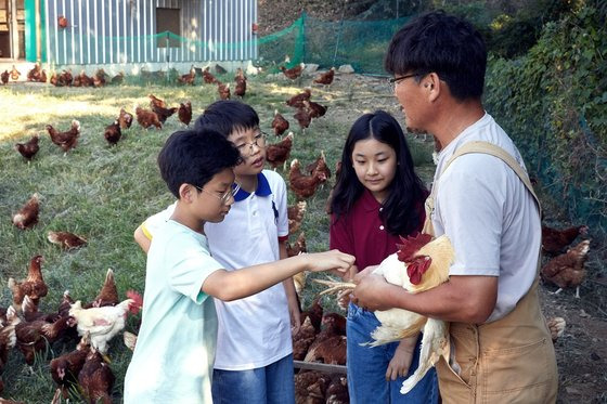 박대수(맨 오른쪽) 벽오리 농장 대표가 소중 학생기자단에게 암탉인 산란계와 함께 생활하는 수탉에 관해 설명했다. 벽오리 농장에서는 수탉과 암탉이 1대 20의 비율로 함께 지낸다.