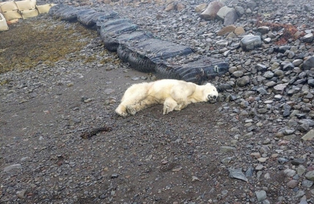 사살된 북극곰. AP연합뉴스