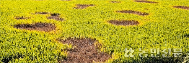 충남 서천군 한산면 동산리에 있는 논에 벼멸구 발생으로 벼가 군데군데 고사하는 ‘호퍼번(hopper burn)’ 현상이 생겼다.