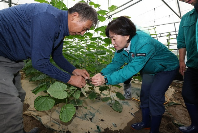 송미령 농림축산식품부 장관(오른쪽)이 22일 침수 피해를 입은 충남 천안의 오이농가를 찾아 피해 상황을 점검하고 있다. 농림축산식품부