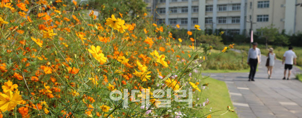 8일 서울 종로구 열린송현 녹지광장을 찾은 시민들이 만개한 가을 꽃 사이를 걸으며 휴일을 보내고 있다.(사진=이데일리 방인권 기자)