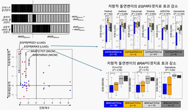 진화계수를 통해 발굴된 협력적-길항적 돌연변이가 타겟치료제의 효과에 영향을 미치는 기전 및 세포주 기반의 검증 모식도.