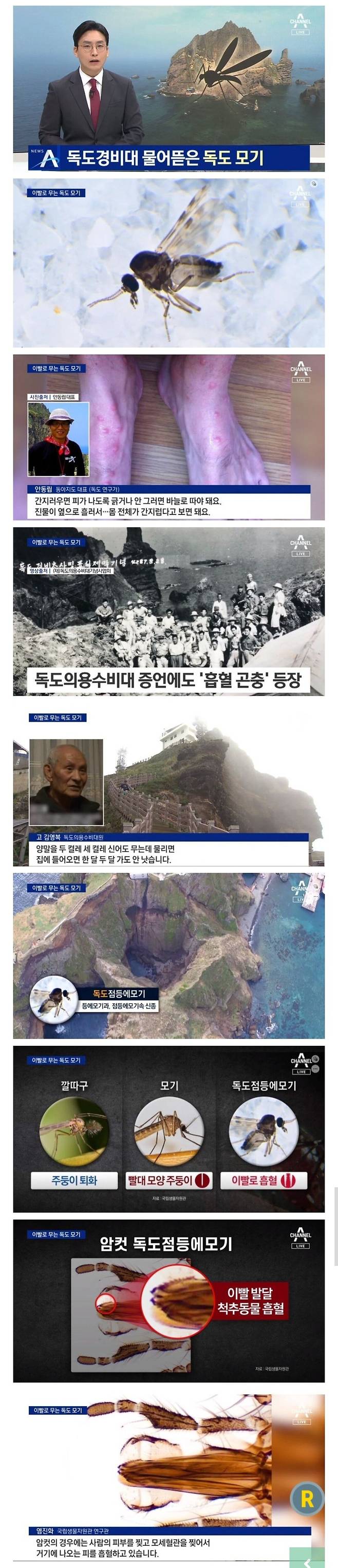 독도에 사는 모세혈관 찢어서 피빨아먹는 모기ㄷㄷㄷㄷ 독도에 사는 모세혈관 찢어서 피빨아먹는 모기ㄷㄷㄷㄷ