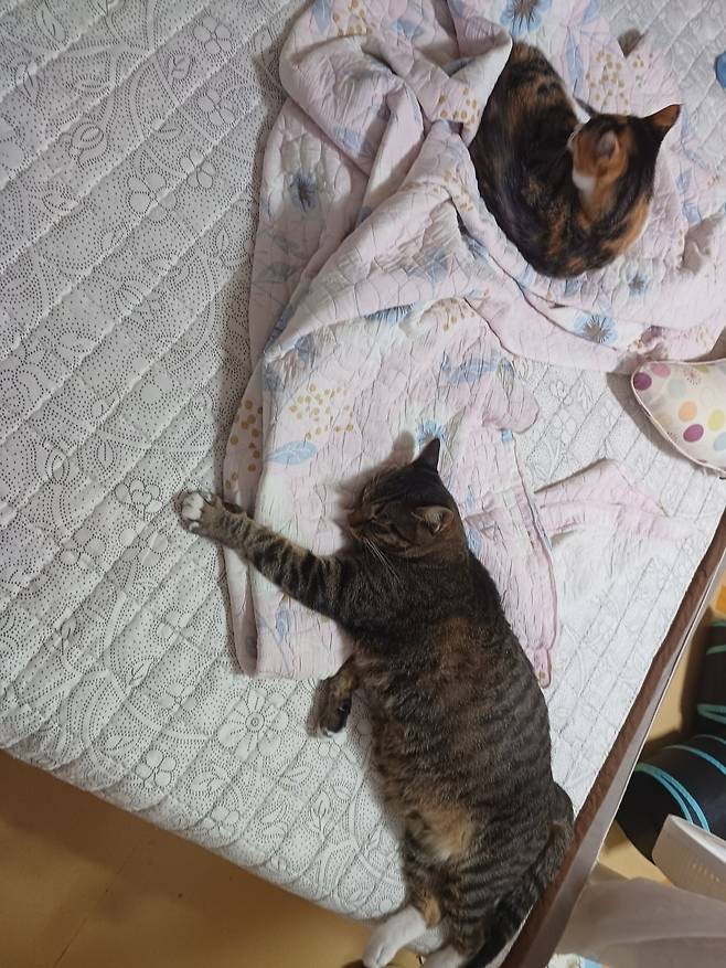 KakaoTalk_20240923_110142899_09.jpg 침대 킹 사이즈를 샀는데...