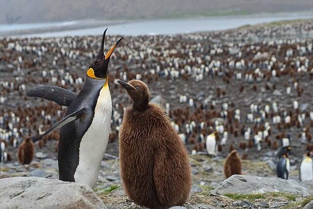 야생의 임금펭귄 성체(왼쪽)와 새끼. 위키피디아 코먼스