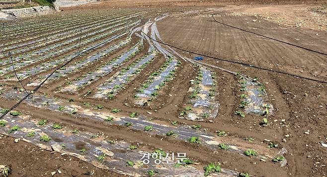 24일 전남 해남군 화원면의 한 배추밭의 비닐이 벗겨져 있다. 이 배추밭은 지난 주말 내릴 폭우에 휩쓸렸다. 해남군 제공.