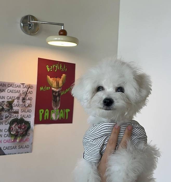 A dog in cafe Beryl Kiki in Pohang, North Gyeongsang Province which earned regulatory sandbox permits to allow pets in their establishment (Beryl Kiki's Instagram account)