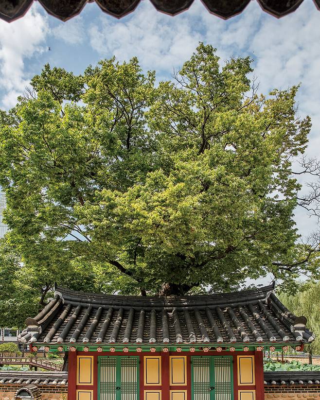 강원감영의 보호수 느티나무는 1982년 당시 수고 25미터, 둘레 6미터, 수령은 약 600년으로 기록됐다. 올가을 강원감영에서는 국화전시회를 열어 계절의 정취를 느끼게 한다. ⓒKTX매거진 신규철