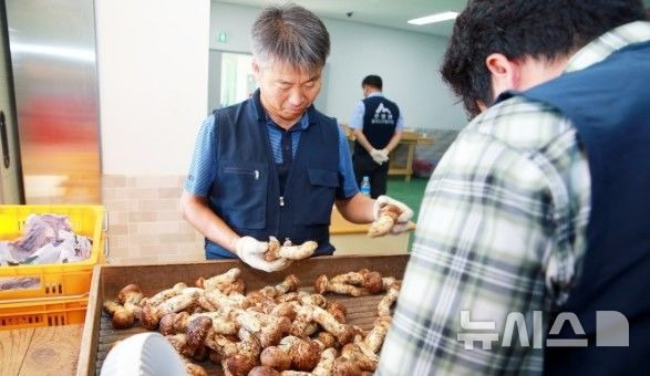 [울진=뉴시스] 송이 버섯 선별 모습. (사진=울진군산림조합 제공) 2024.09.25. photo@newsis.com