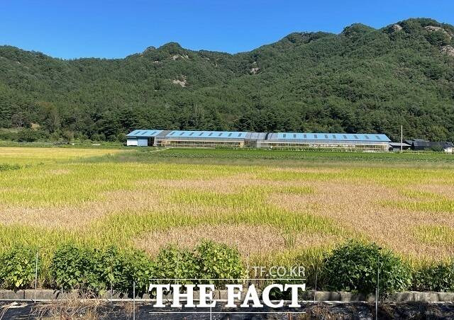 진안군은 벼 수확기를 앞두고 이상고온으로 인한 벼멸구 피해가 지속적으로 확대되고 있다. /진안군