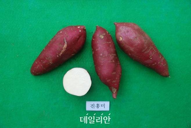 밤고구마(진홍미) ⓒ농촌진흥청