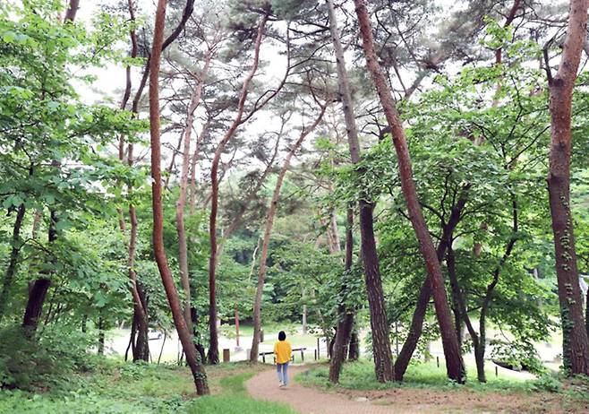 여주 영릉 숲길(사진=국가유산청 제공)