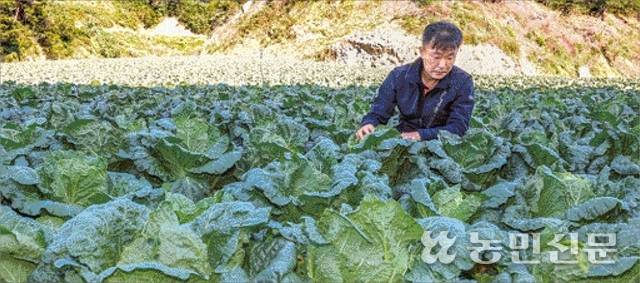 정부가 여름배추값 안정을 위해 중국산 신선배추를 들여오기로 하면서 국내 배추시장에 미칠 파장에 관심이 쏠린다. 강원 홍천군 내면 창촌리 한 배추밭에서 송도성씨(51)가 출하를 앞둔 배추 생육 상태를 살펴보고 있다. 송씨는 당초 10월초 출하할 예정이었지만 9월말로 수확 시기를 앞당겼다. 홍천=이종수 기자