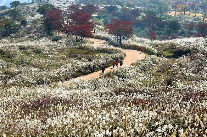 가을에 은빛 물결 장관을 이루는 황매산 억새 군락지. 합천군 제공