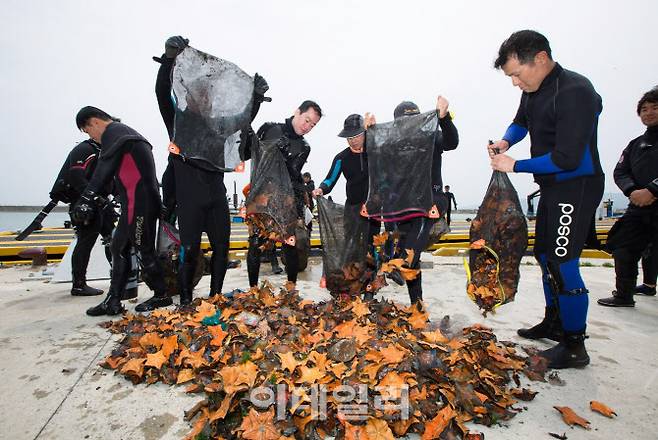 지난 8월 포항 해안에서 클린오션봉사단이 해적 생물인 불가사리를 수거하는 모습