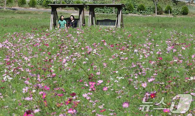 지난 23일 대전 대덕구 장동만남공원 일원에 코스모스가 만개해 있다. 2024.9.23/뉴스1 ⓒ News1 김기태 기자