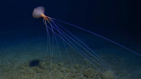 심해에 서는 빅핀 오징어 모습. 사진=Deep Sea Research Center, University of Western Australia