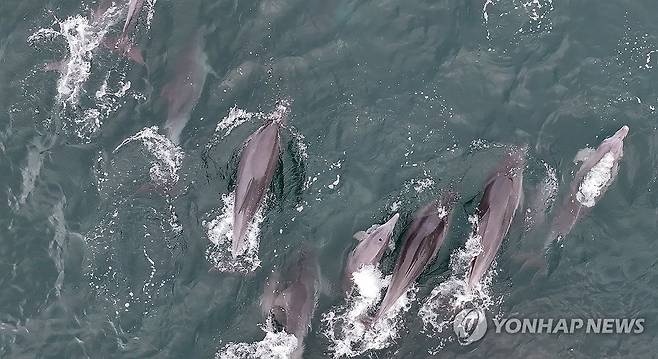 제주 바다엔 남방큰돌고래가 산다 (서귀포=연합뉴스) 박지호 기자 = 3일 오전 제주 서귀포시 대정읍 앞바다에서 남방큰돌고래 무리가 유영하고 있다. 2024.9.3 jihopark@yna.co.kr