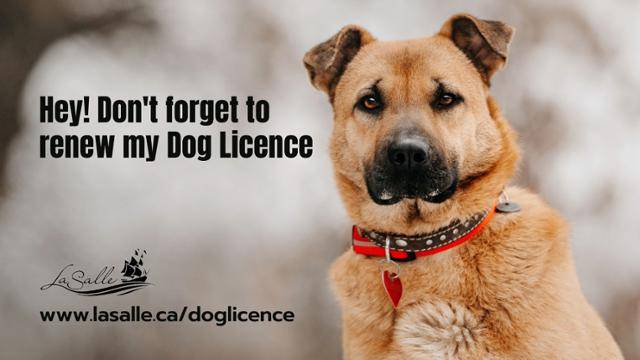 캐나다 퀘벡주 몬트리올의 교외도시인 라살시가 반려견 등록 갱신을 독려하는 이미지. 라살시 홈페이지 캡처