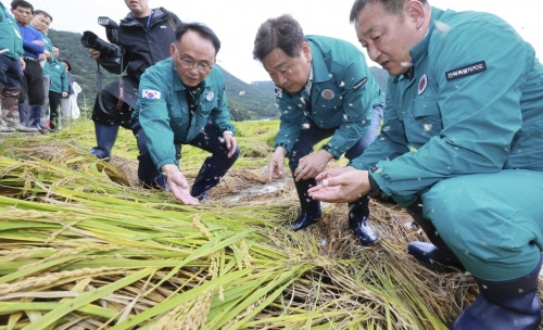 김관영 전북지사(가운데)가 지난 22일 임실·순창 지역을 찾아 벼멸구 피해 현황을 살펴보고 있다. 전북도 제공