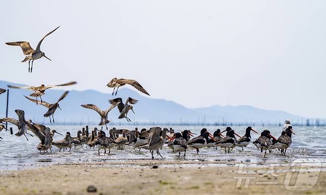 신안 큰뒷부리도요 군무 (김종규 작가)  /뉴스1