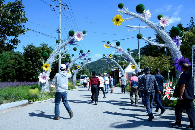 ▲ 인제군문화재단은 지난 28일 인제 용대관광지 일원에서 ‘2024 인제 가을꽃축제’를 개막, 내달 20일까지 ‘인제에서 꽃길만 걷자’라는 주제로 축제를 이어간다.