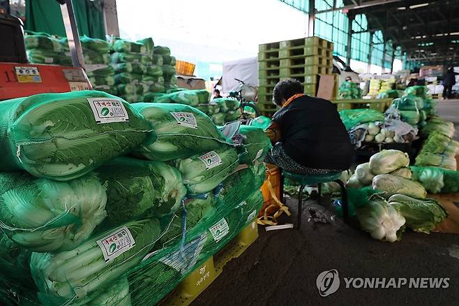 배추 [연합뉴스 자료 사진]