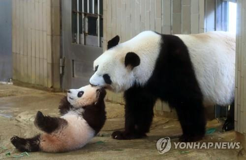 엄마에게 끌려가는 아기 판다 '샹샹' [도쿄 교도=연합뉴스 자료사진) 2017년 12월 19일 아기 판다 '샹샹'과 엄마 '싱싱'의 모습. photo@yna.co.kr