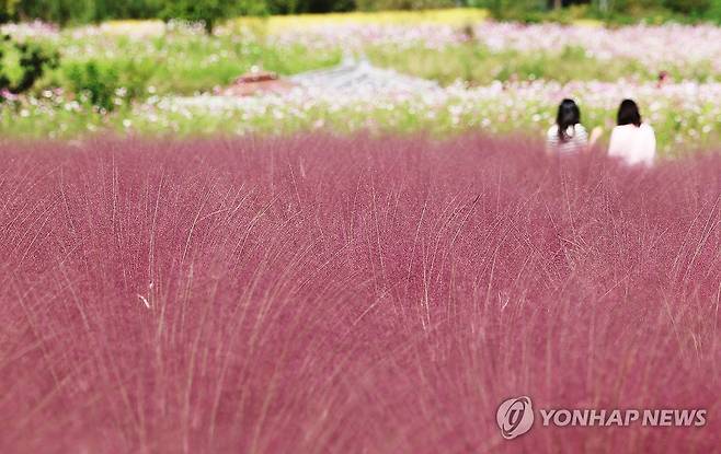 핑크빛 가을 (의왕=연합뉴스) 홍기원 기자 = 30일 오후 경기도 의왕시 왕송호수공원 인근에서 시민들이 핑크뮬리와 코스모스를 보며 가을을 느끼고 있다. 2024.9.30 xanadu@yna.co.kr