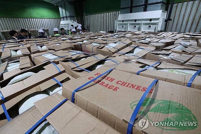 중국에서 수입한 배추 (이천=연합뉴스) 홍기원 기자 = 30일 오전 경기도 이천시 대월면 aT 한국농수산식품유통공사 이천비축기지에 정부가 수급 안정을 위해 중국에서 수입한 배추가 보관되고 있다. 2024.9.30 [공동취재] xanadu@yna.co.kr