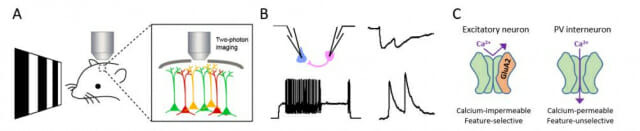 그림 A는 2광자 칼슘 이미징 기술을 이용한 대뇌 시각 피질(해마 뇌세포) 활성도 측정 결과, 그림B는 세포 연결망, 흥분성, 시냅스 가소성에 대한 생리 신호 조사 결과, 그림 C는 기능선택성에 관여하는 'AMPAR 서브 유닛'의 특성을 나타낸다.
