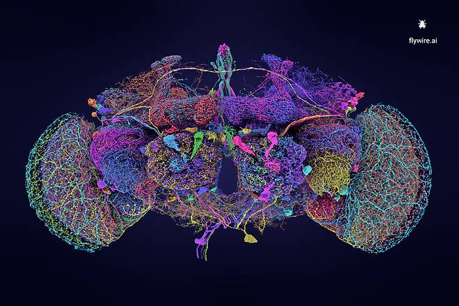 초파리 뇌 지도에서 가장 큰 뉴런 50개. FlyWire/Princeton University