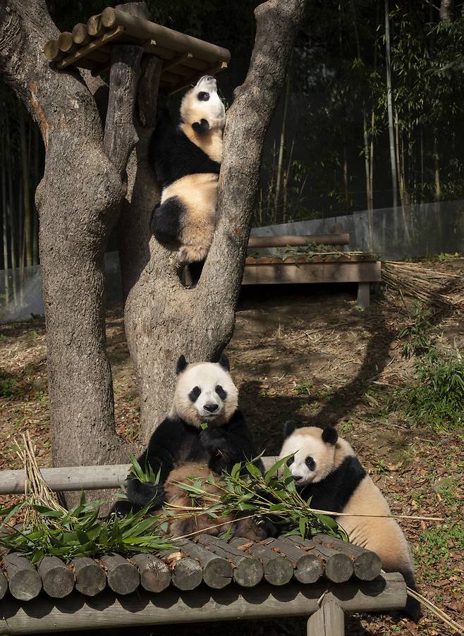 The Everland pandas enjoy a day out in the sun on Thursday. Rui Bao is shown on top of the tree, Ai Bao in the middle and Hui Bao [EVERLAND]