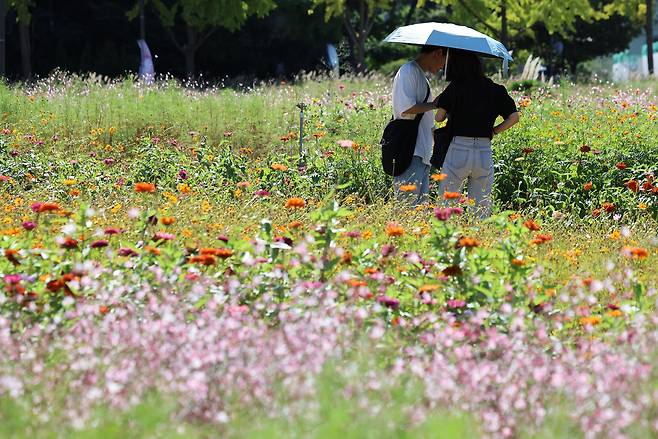 A couple looks at flowers in a plaza in Jongno District, central Seoul, on Sept. 29. [YONHAP]