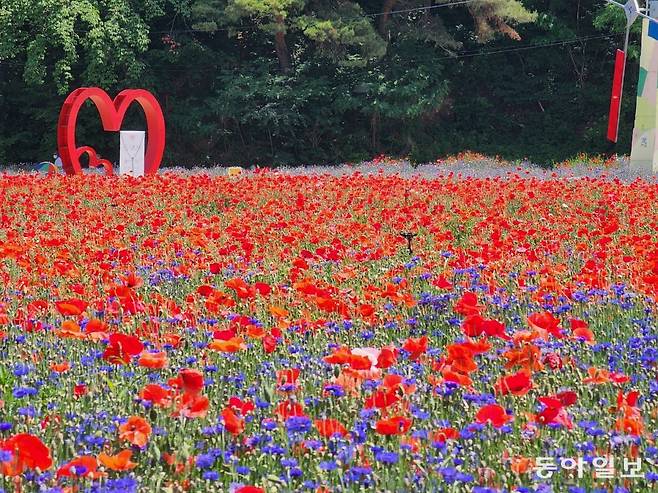 판부면 용수골에서 매년 5∼6월 열리는 꽃양귀비축제.